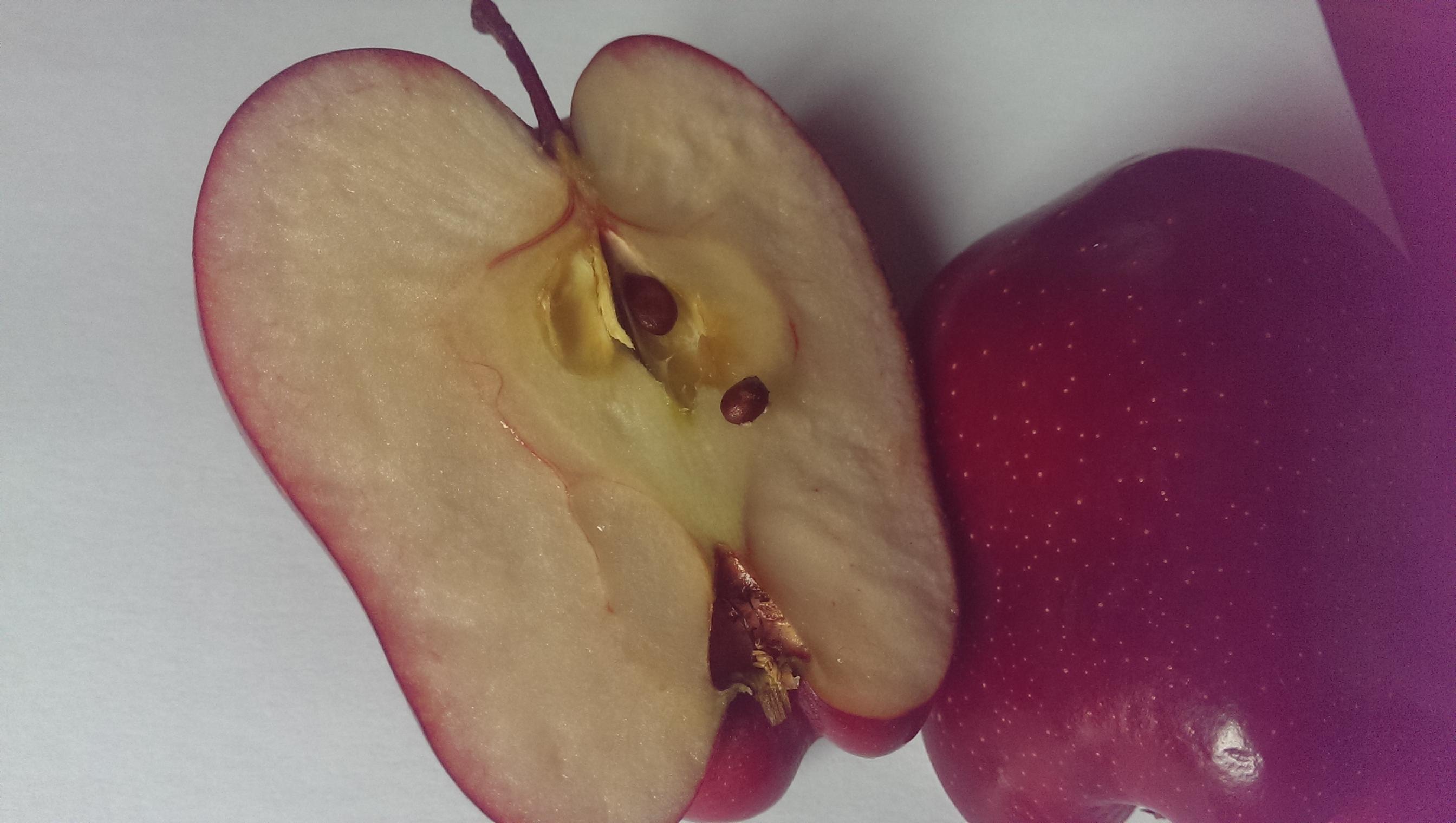 苹果外果皮的色素由哪里合成?