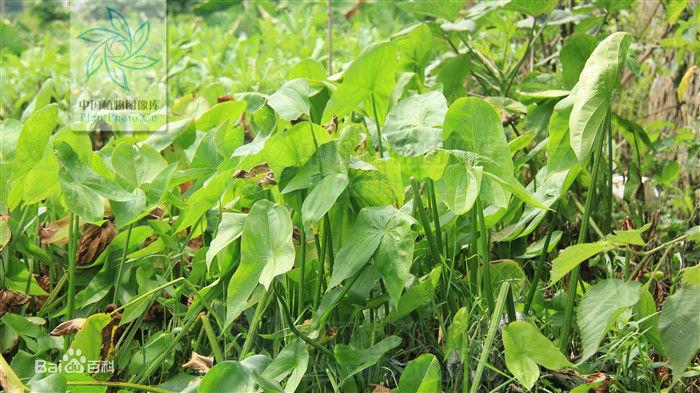 有哪些家乡很常见但外地没有的蔬菜呢?