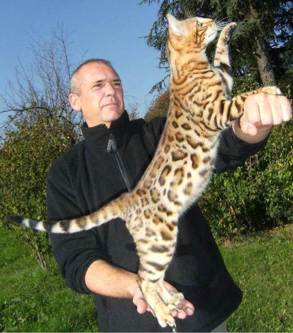 如何挑选一只孟加拉豹猫 孟加拉豹猫贵还是加菲 柏然网