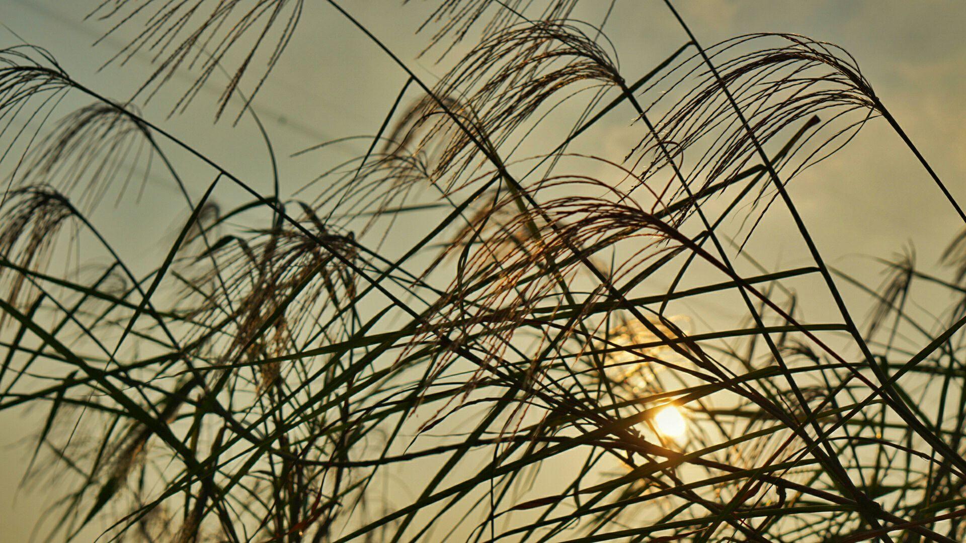 用50mm定焦镜头能拍出好看的风景图片吗