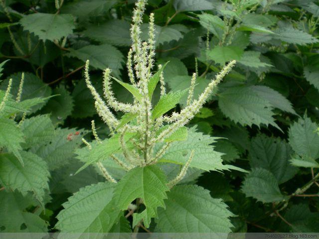 很管用,而且被蛇咬了也可以用藿麻解毒,具有祛风定惊,消食通便之功效