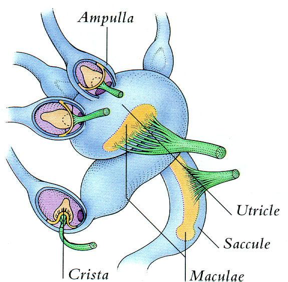 人运动时,半规管里的淋巴也由于惯性会流动,从而带动壶腹脊的运动