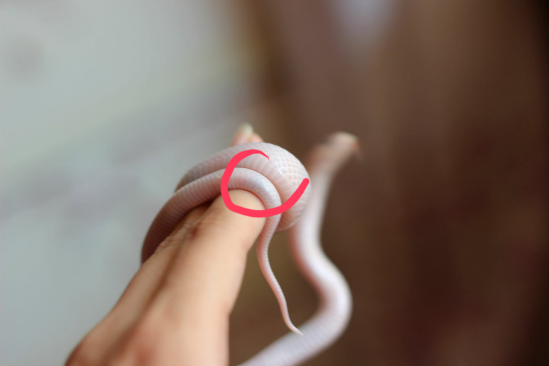 世界上真的有玻璃蛇这个物种吗? - 知乎