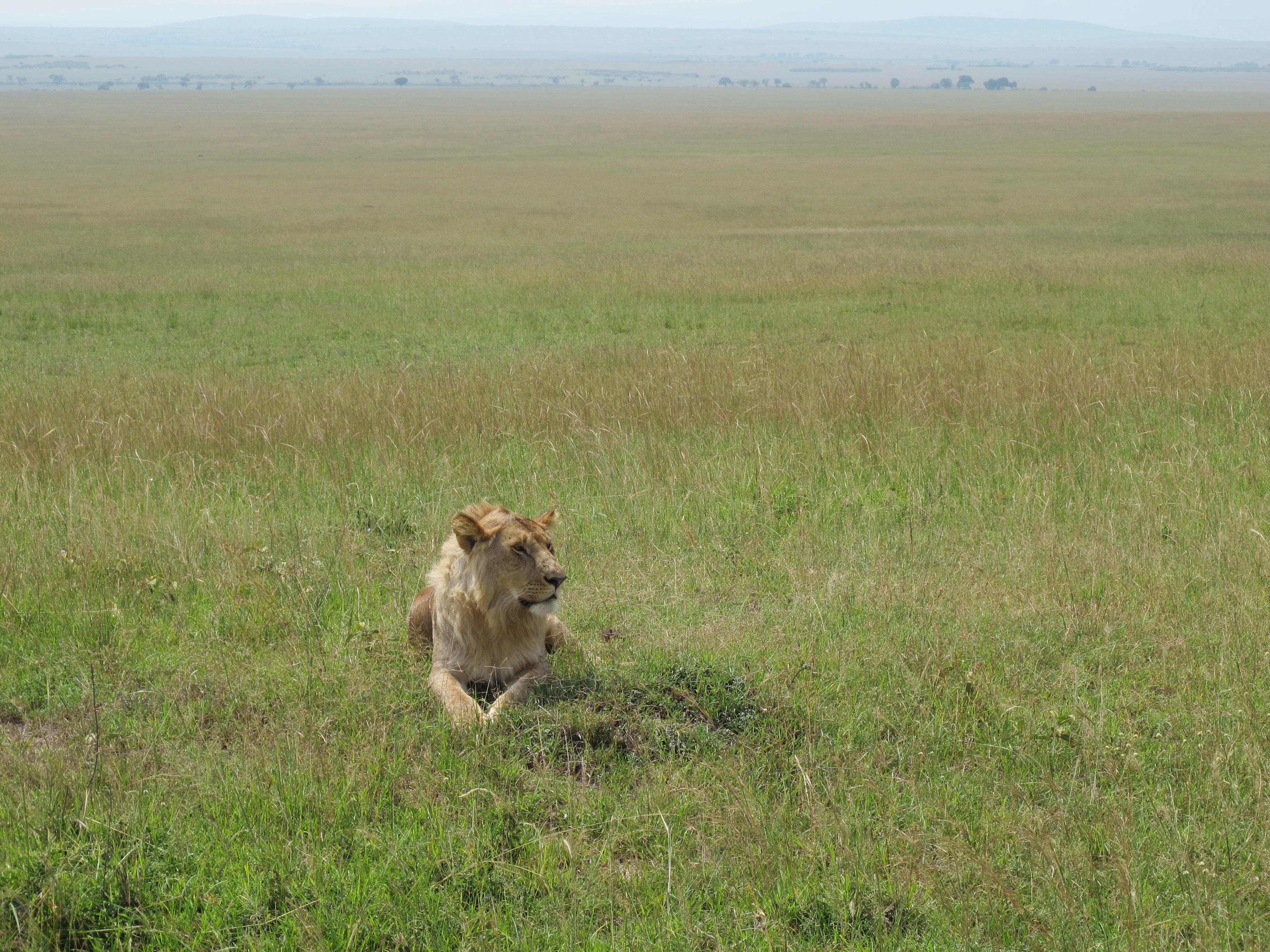 到非洲旅行带 8 岁小朋友同行有哪些需要注意的事项?