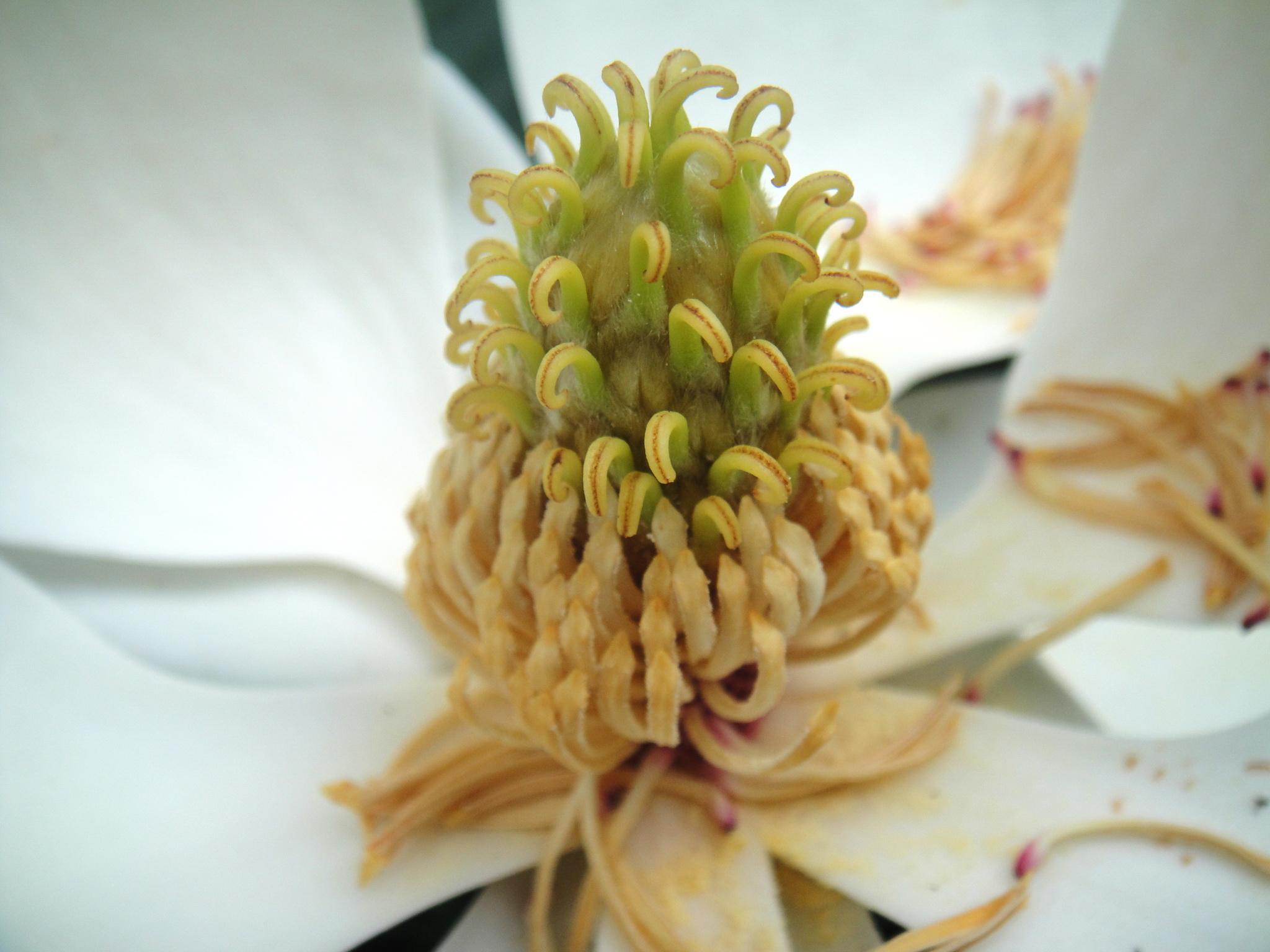 是否存在离生雌蕊边缘胎座的植物如果有请举出例子