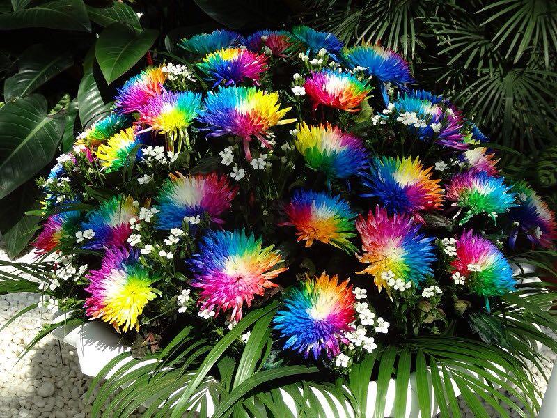 有没有七彩色的花天然的或人工培育的