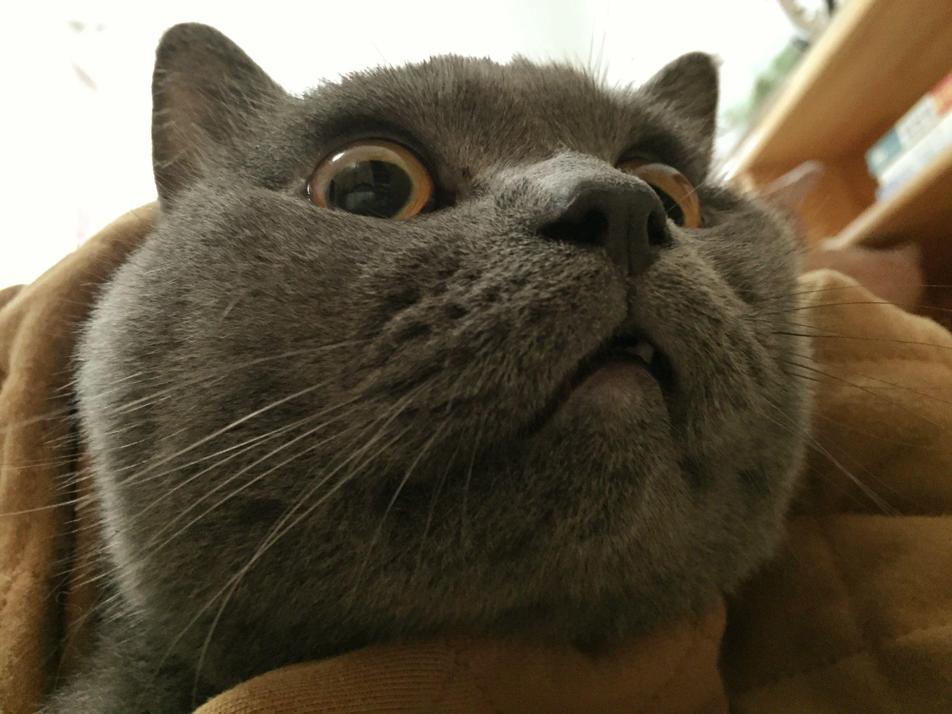 猫和狗的智力哪个高? - 知乎用户的回答 - 知乎