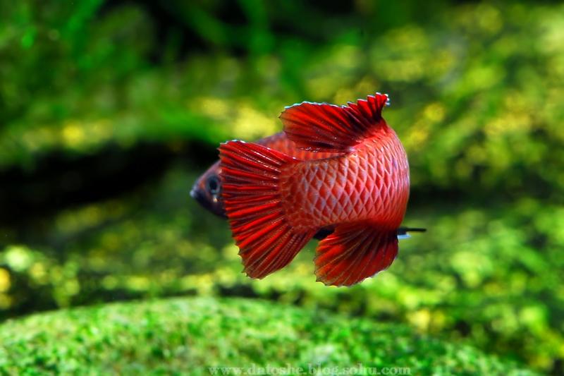 盈江变色龙 - 知乎