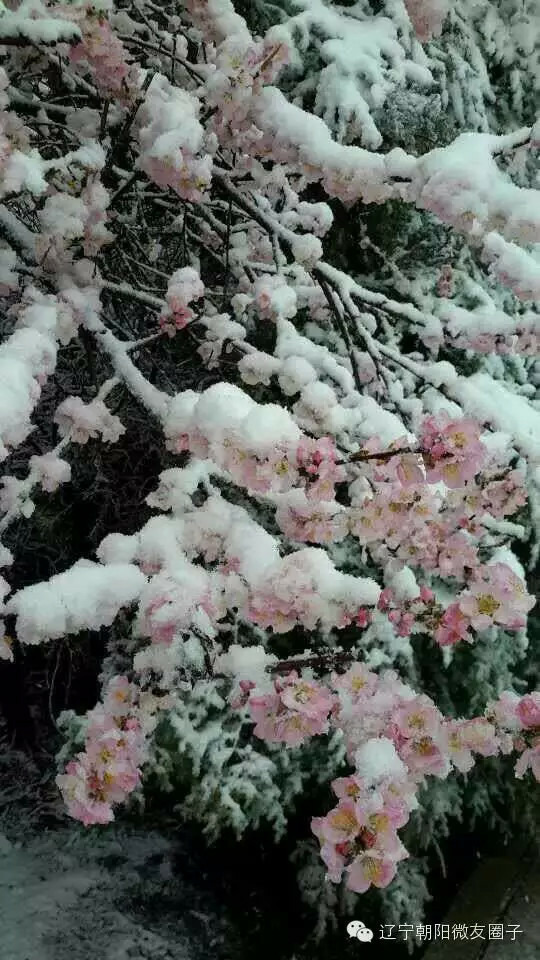 现在中国哪里还下雪? - 地理 - 知乎