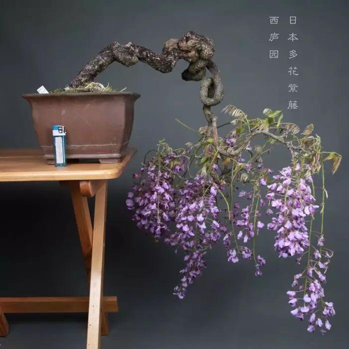 什么可以做盆景 8602b425ab6e4beb2937c4e8999f133c_r.jpg