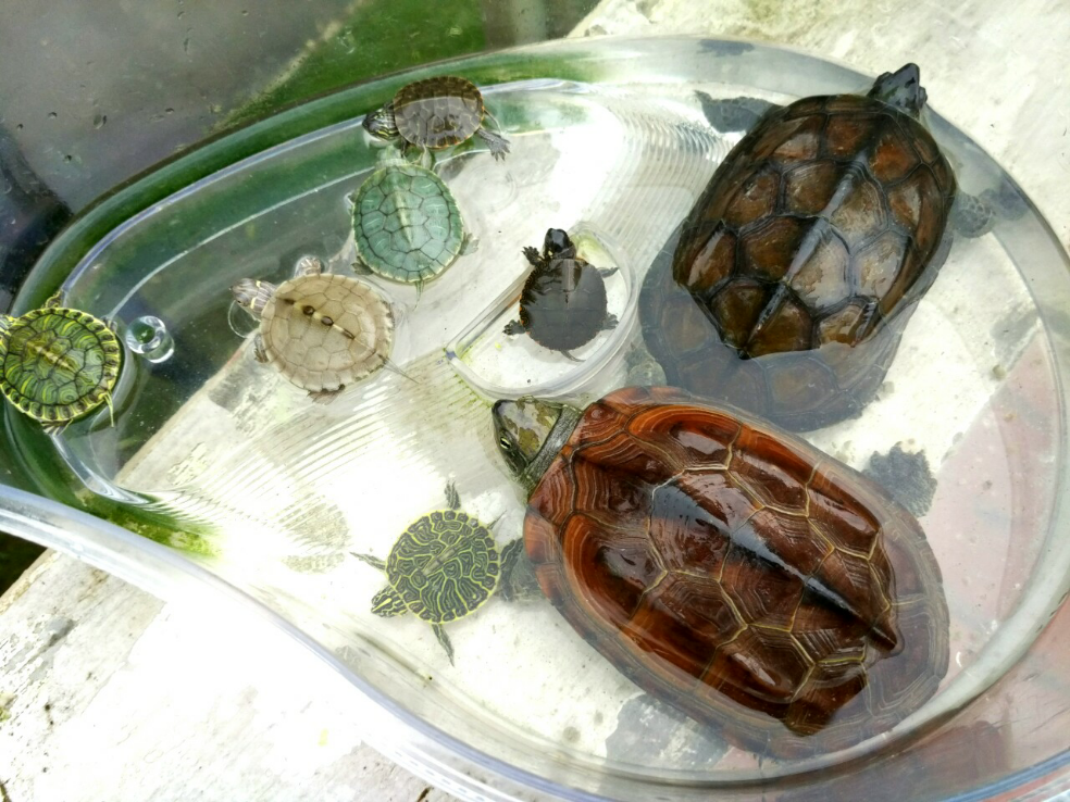 巴西龟龟苗如何饲养