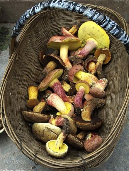 在云南吃蘑菇中毒是种什么体验?