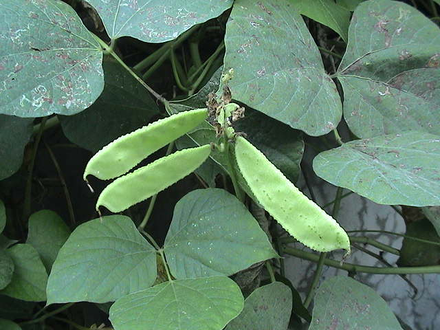 肉豆须是什么东西