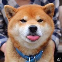 Zhihu profile picture for @quandary