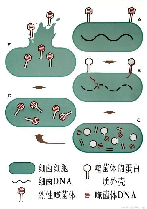 噬菌体感染细菌后,释放自己的dna进入细菌内部,然后利用细菌内的材料