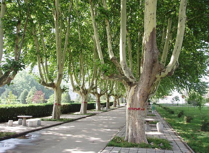 植物界全系列山龙眼目悬铃木科