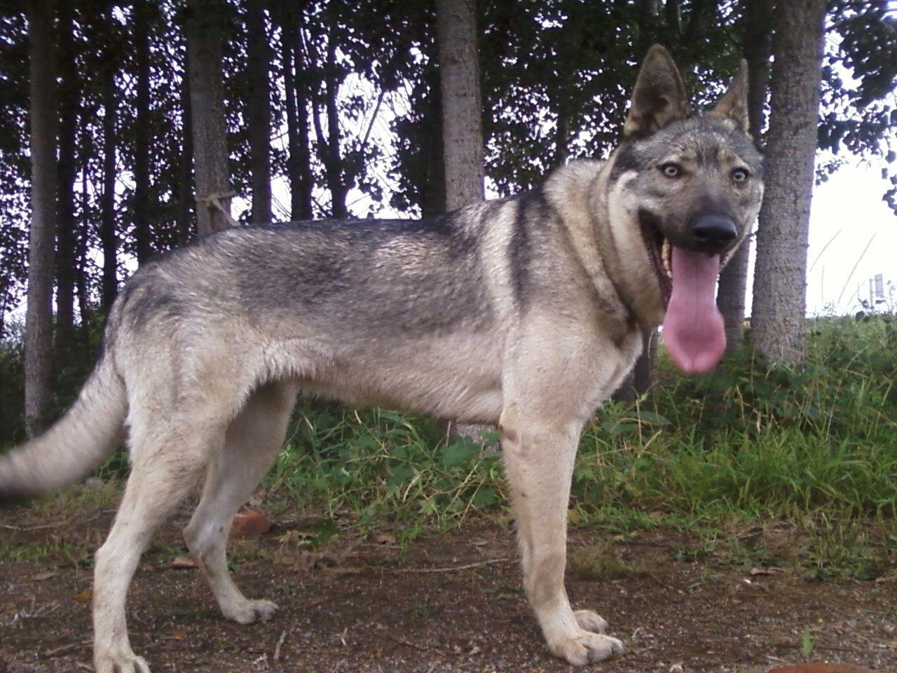 中国本土犬种都有哪些
