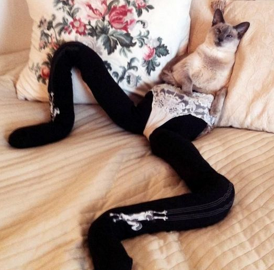 有一只腿长得好看的猫是一种什么体验?