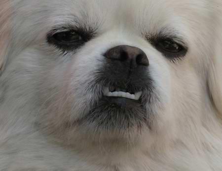 牙齿地包天兜齿是怎样的一种体验