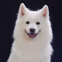 Zhihu profile picture for @cauliflower