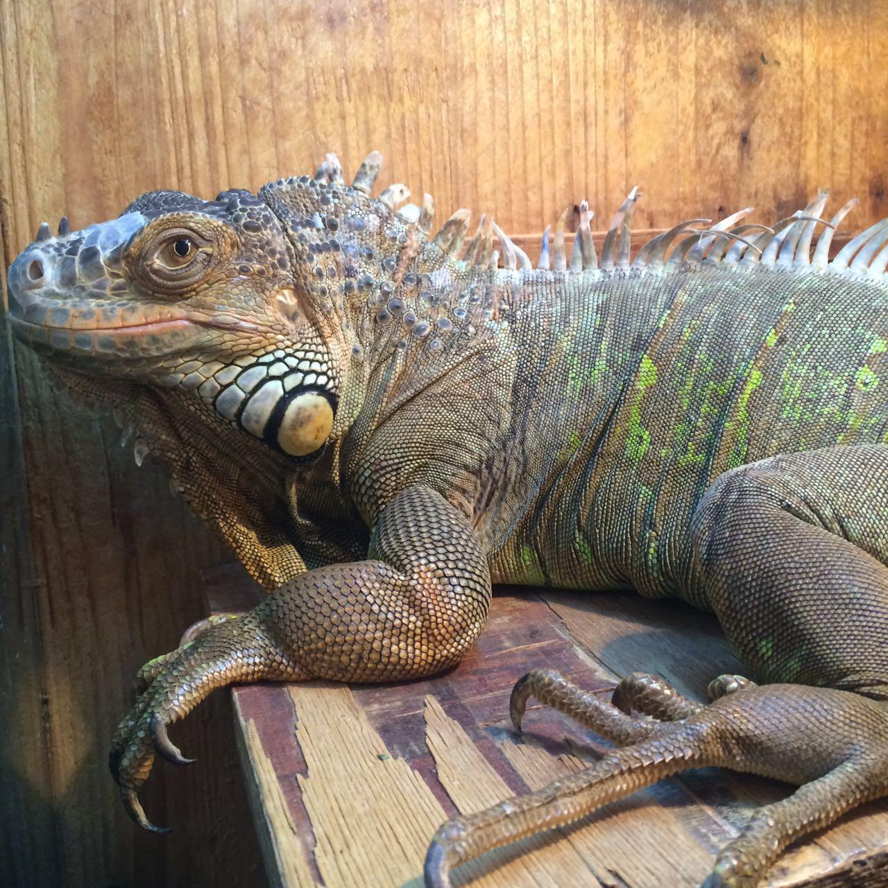 想养一只绿鬣蜥,请问好买吗?大概多少钱?