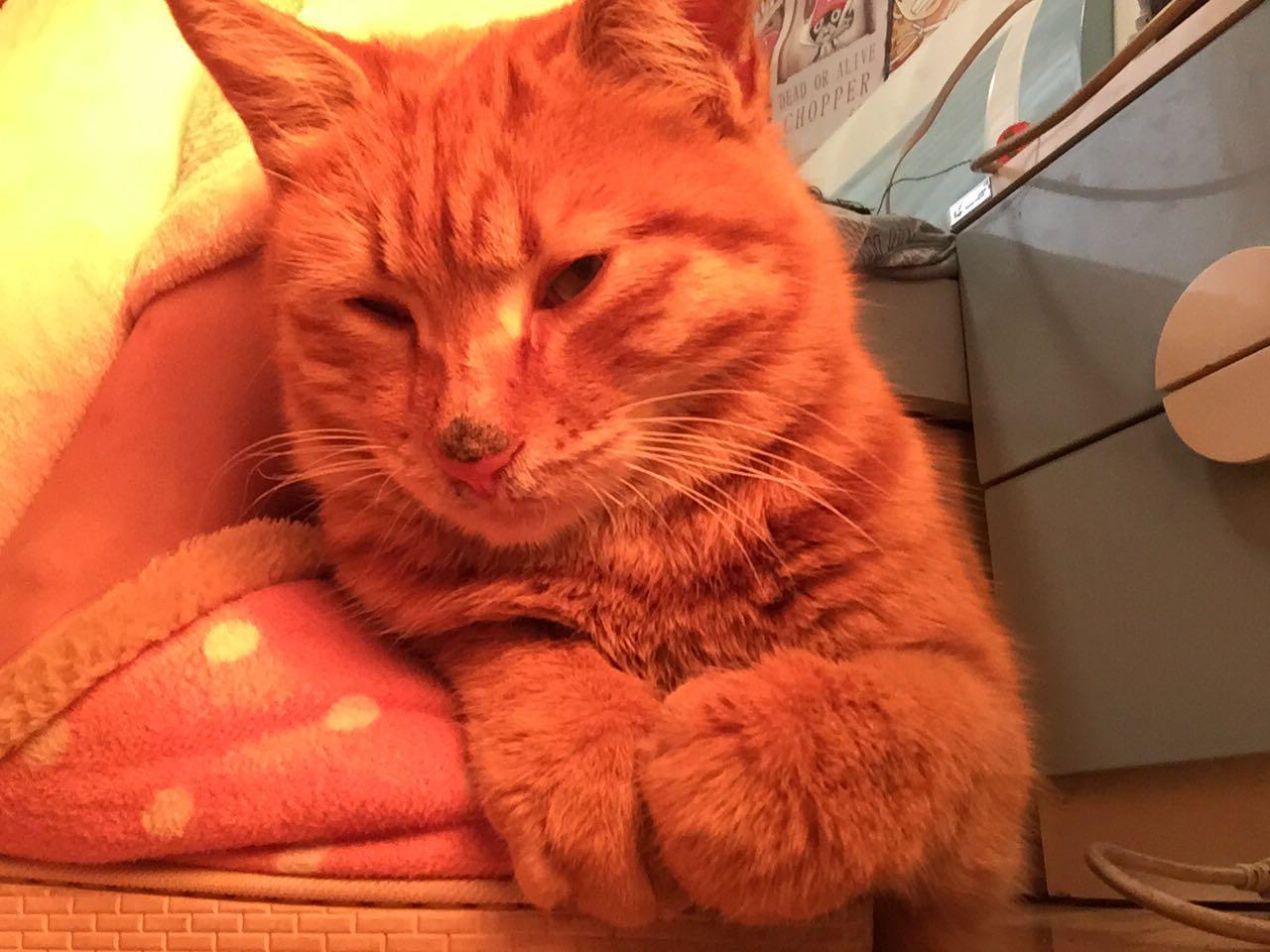 觉得自己的宠物太丑怎么办。? - 宠物 - 知乎