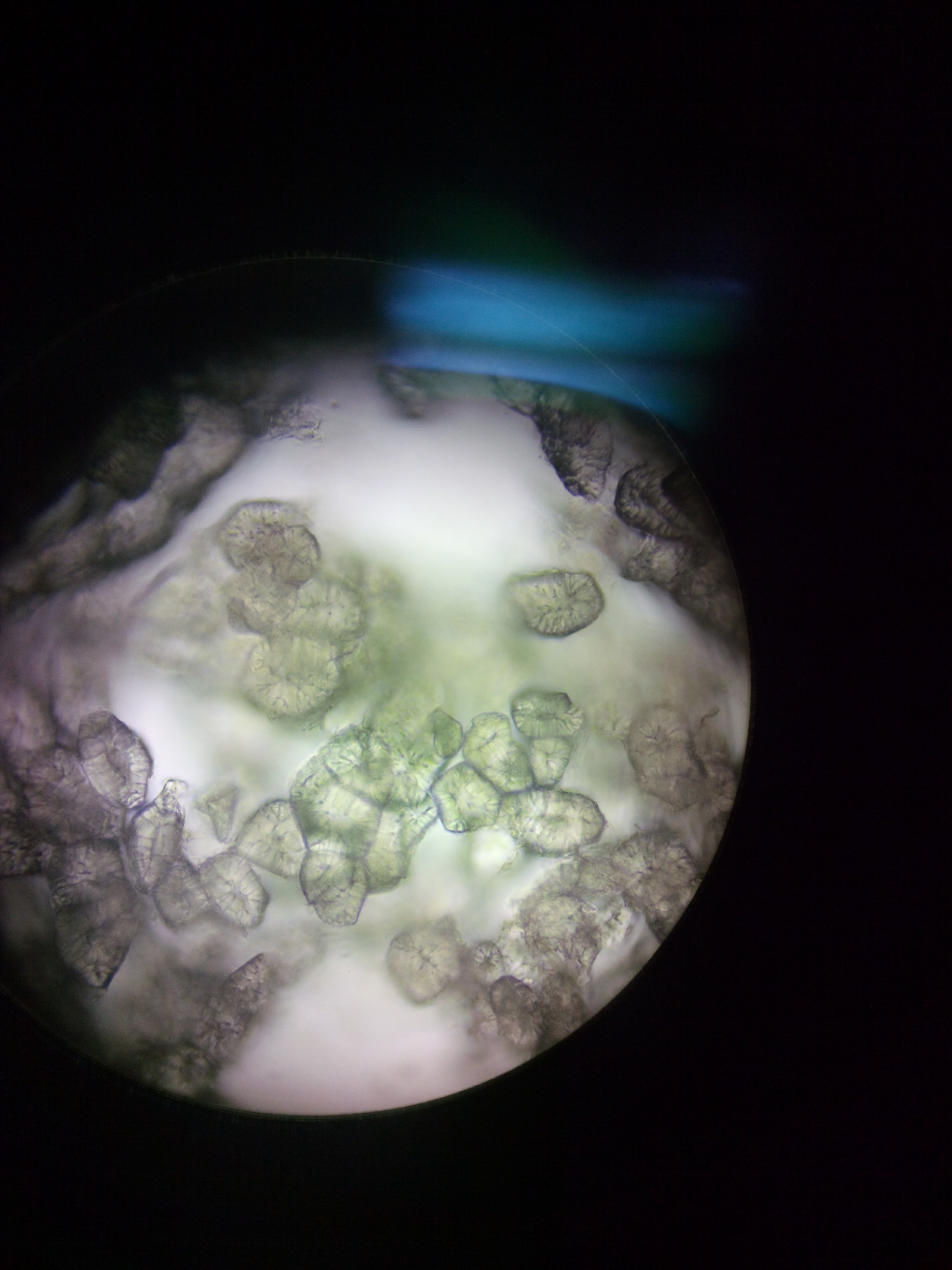梨果肉石细胞图图片