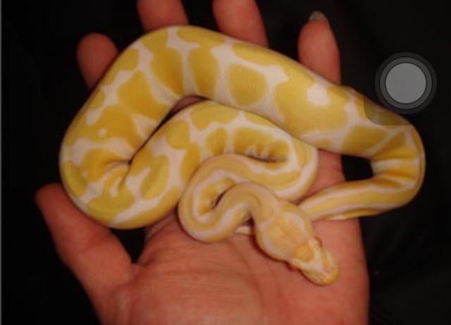 无间双龙电视剧第一集中的那条白色的蛇是什么品种?