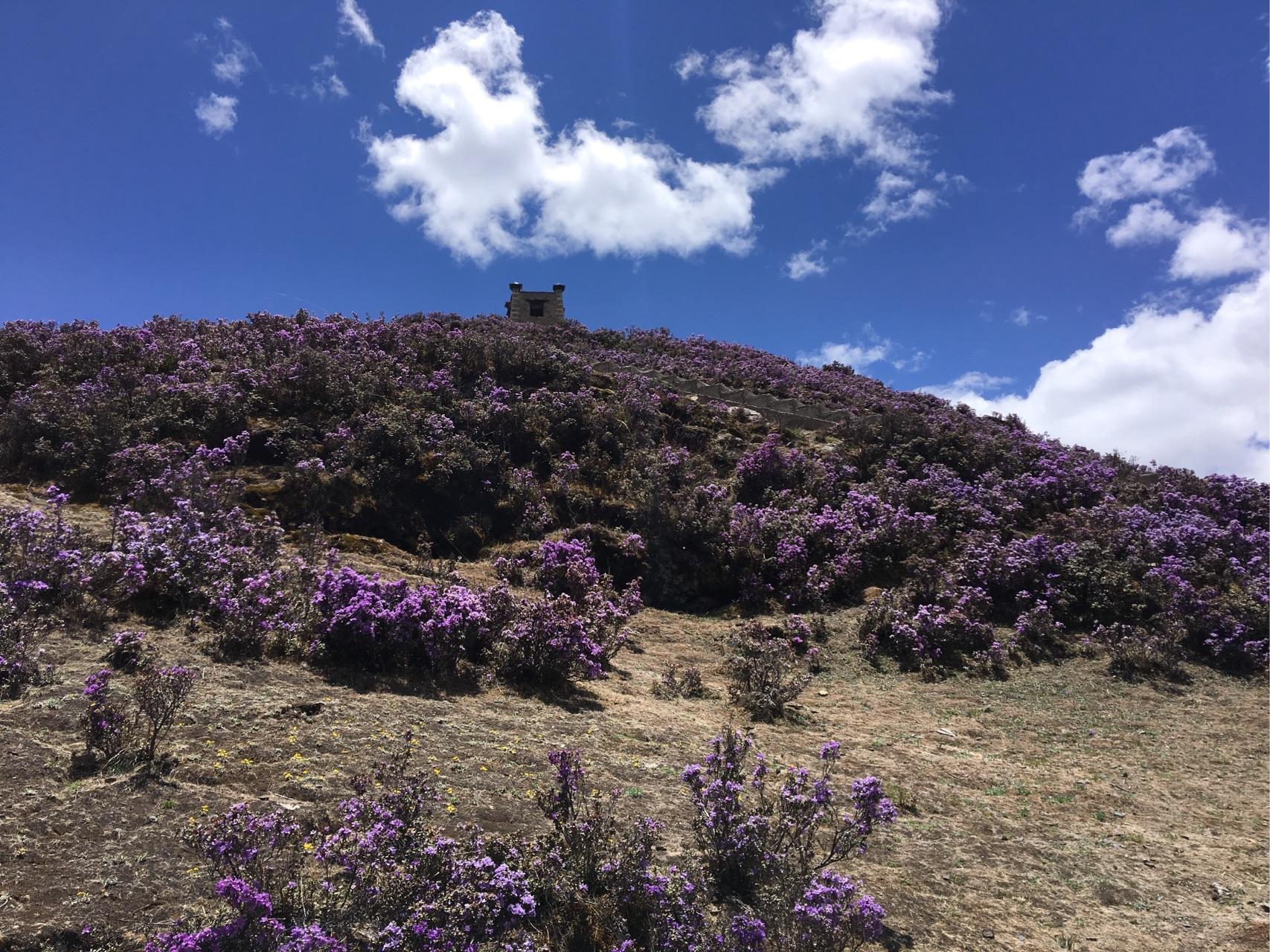 7月份想去四川稻城有什么好建议?