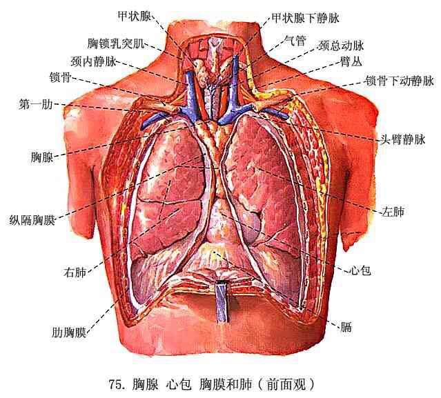 为什么胸腔镜双侧手术要在两侧都开口? - 知乎