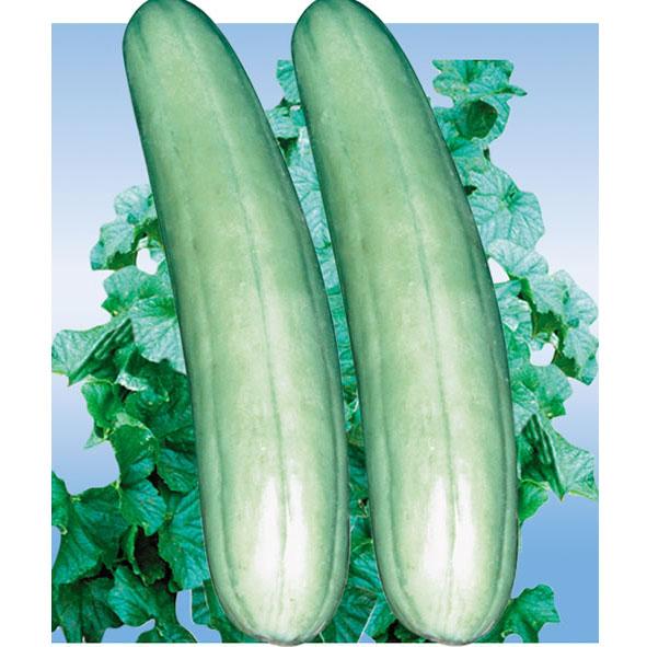 方言里有一种叫骚瓜的瓜学名叫什么