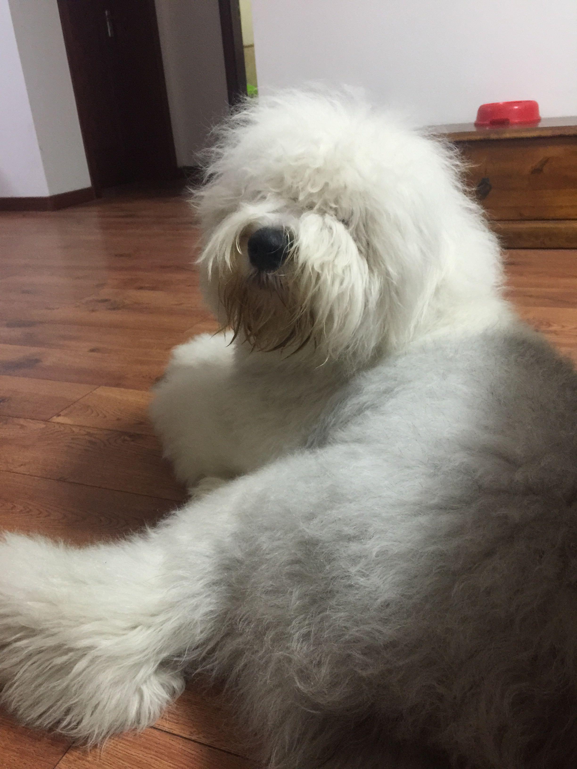 有一只体型大的狗是种什么体验? - 夏衍的回答