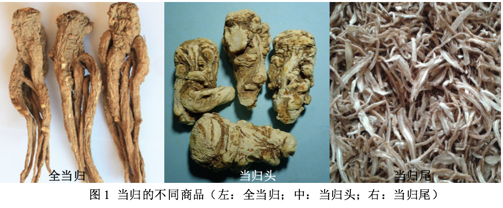 药用部位不同药效大不同 - 知乎