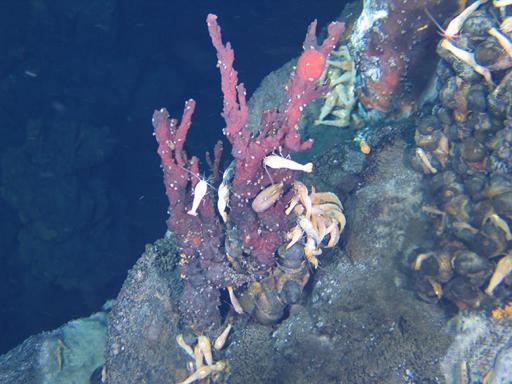 为什么深海热泉会聚集有大量生物?