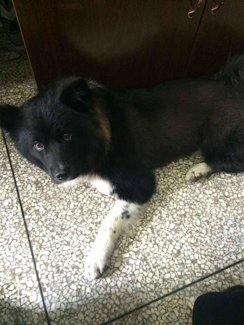 德牧和拉布拉多混血的犬性格温顺不?会不会像德牧比较凶悍? - 知乎