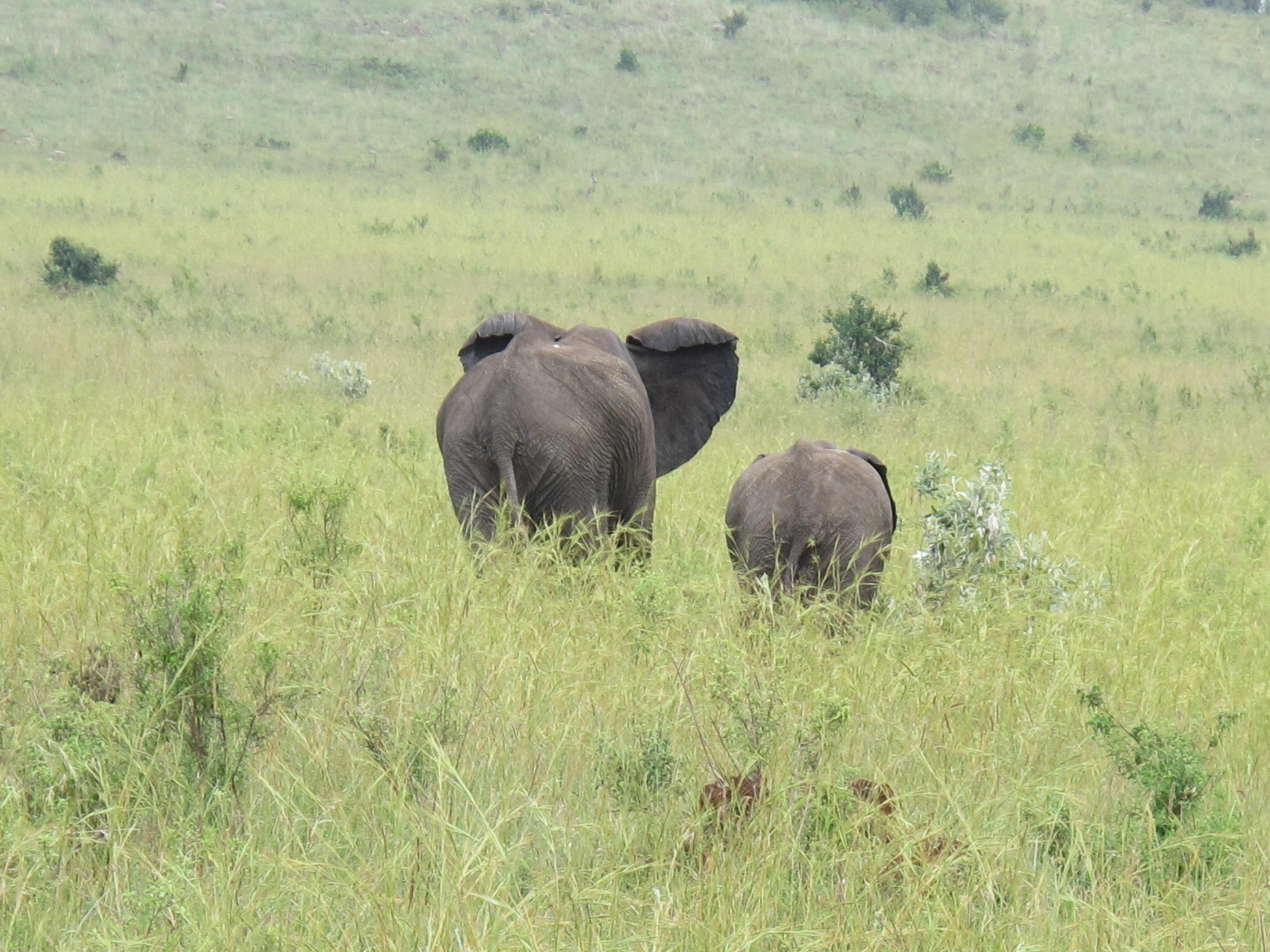 到非洲旅行带 8 岁小朋友同行有哪些需要注意的事项?