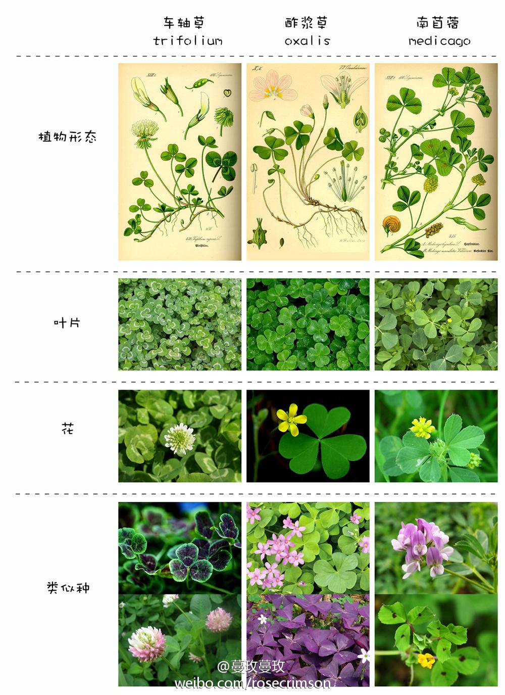 三叶草、四叶草、苜蓿草、酢浆草是什么关系? - 知乎