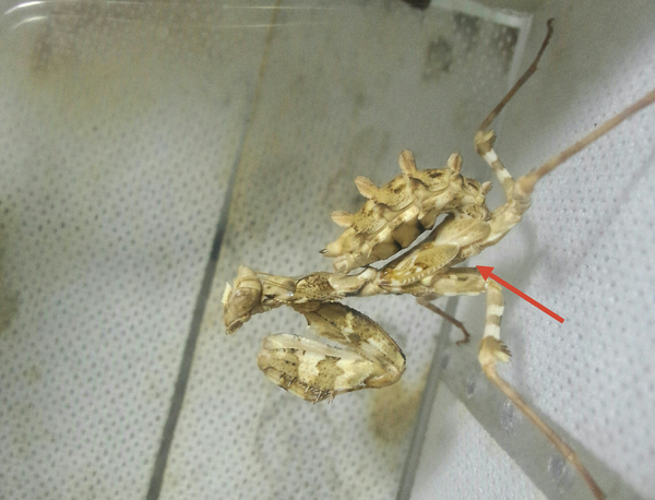 即将成为成虫的若虫,箭头所指就是"翅芽",初步发育的翅.