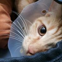 为什么正义联盟结尾彩蛋卢瑟要组建反对英雄的组织首先找到的却是丧钟