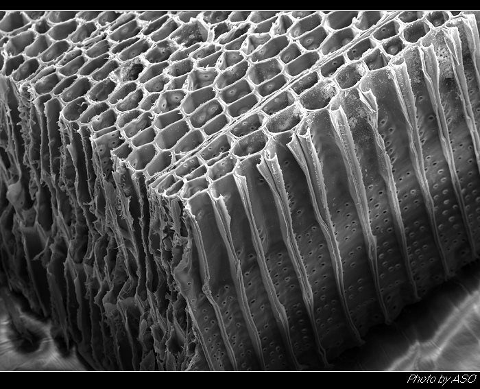 木桌到底是分子组成的还是细胞组成的? - 知乎