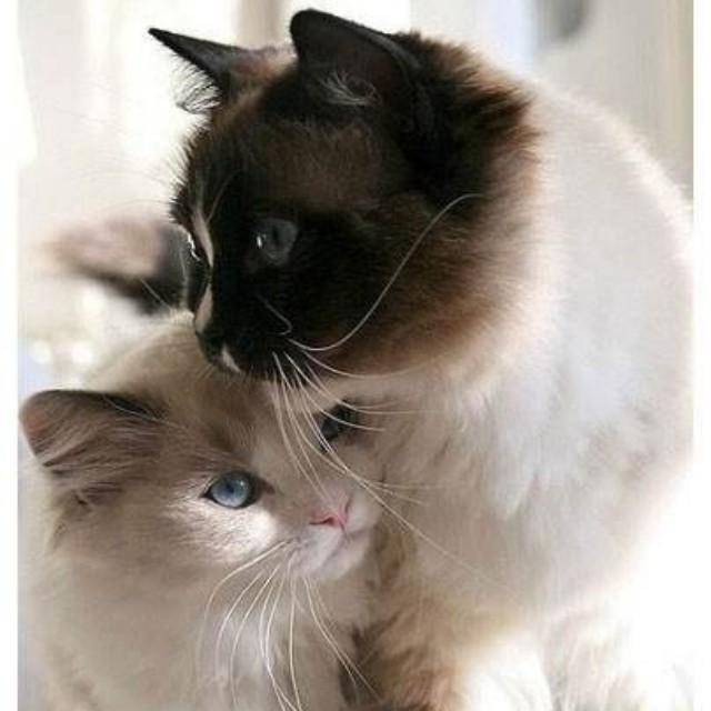 有一个非常喜欢猫的男/女朋友是怎么样的一种体验?