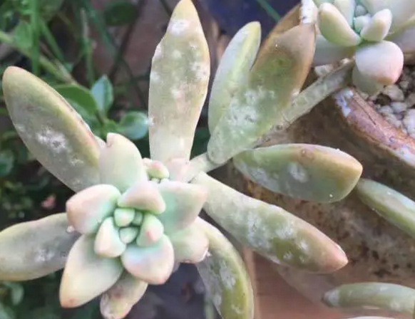 多肉叶片上的白色粉末状东西是什么 知乎 多肉叶片上的白色粉末状东西是什么 知乎