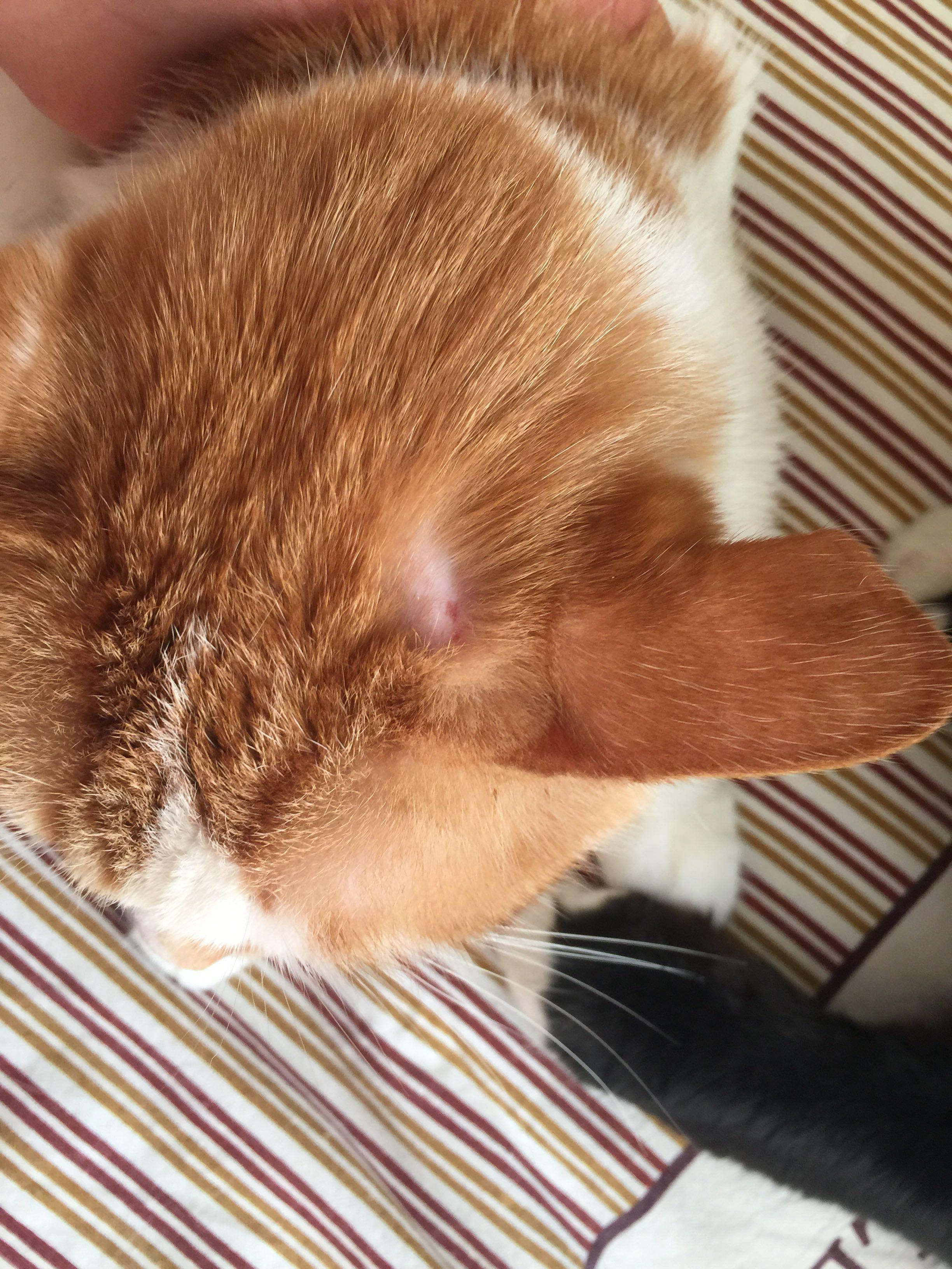 小猫特别凶,咬人咬伤大猫怎么办?