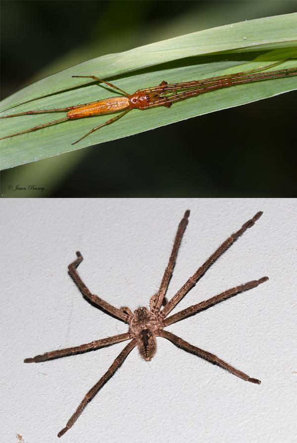 螯肢钳状,绝大多数蜘蛛螯肢内含毒腺,毒腺延伸至胸部.