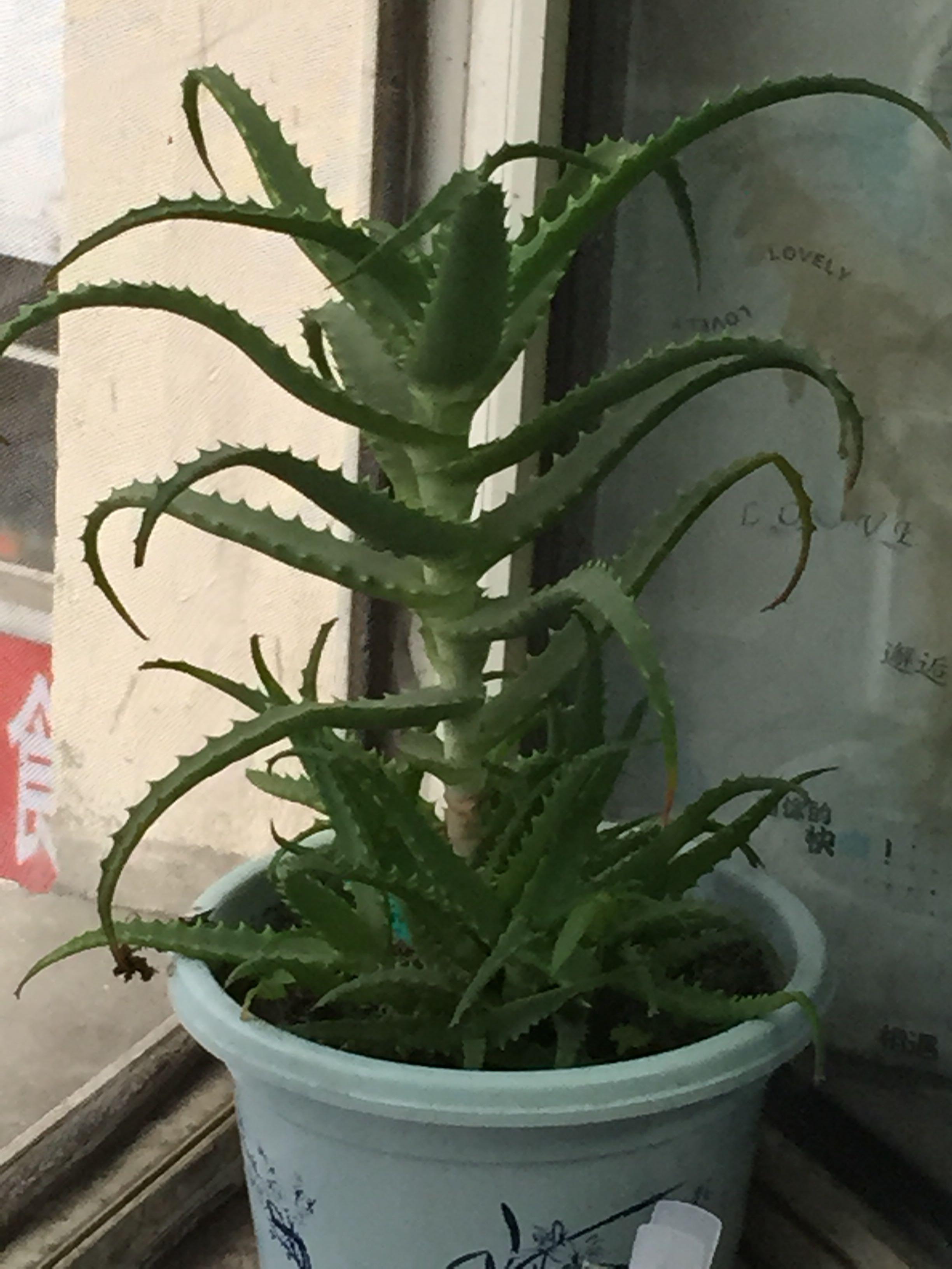 祭出我大哥养的绿胖子～容易开花的开花和龙爪开花明显后者的惊喜更大