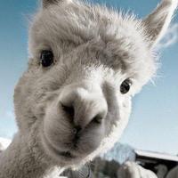 Python 之禅 (可能是目前知乎上最好的版本) - 知乎