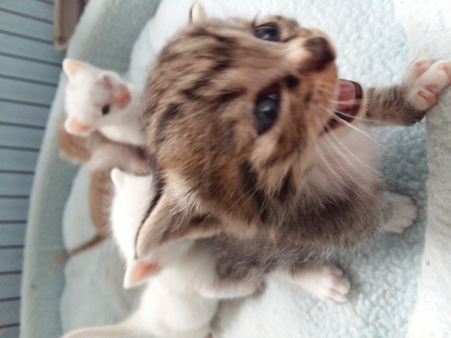 养一个月大小的猫该注意的事项有哪些? - 程宜