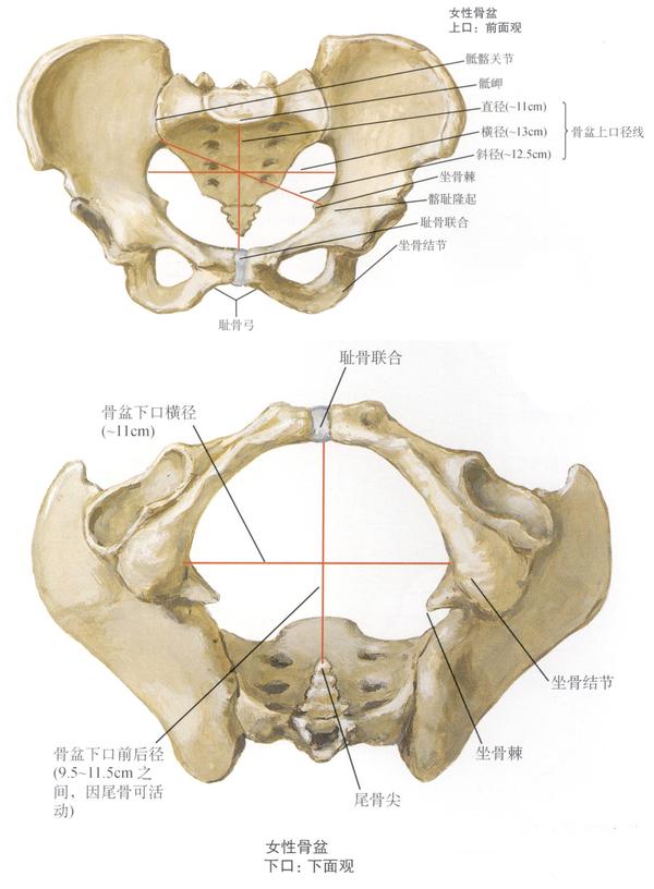 小骨盆上口图片