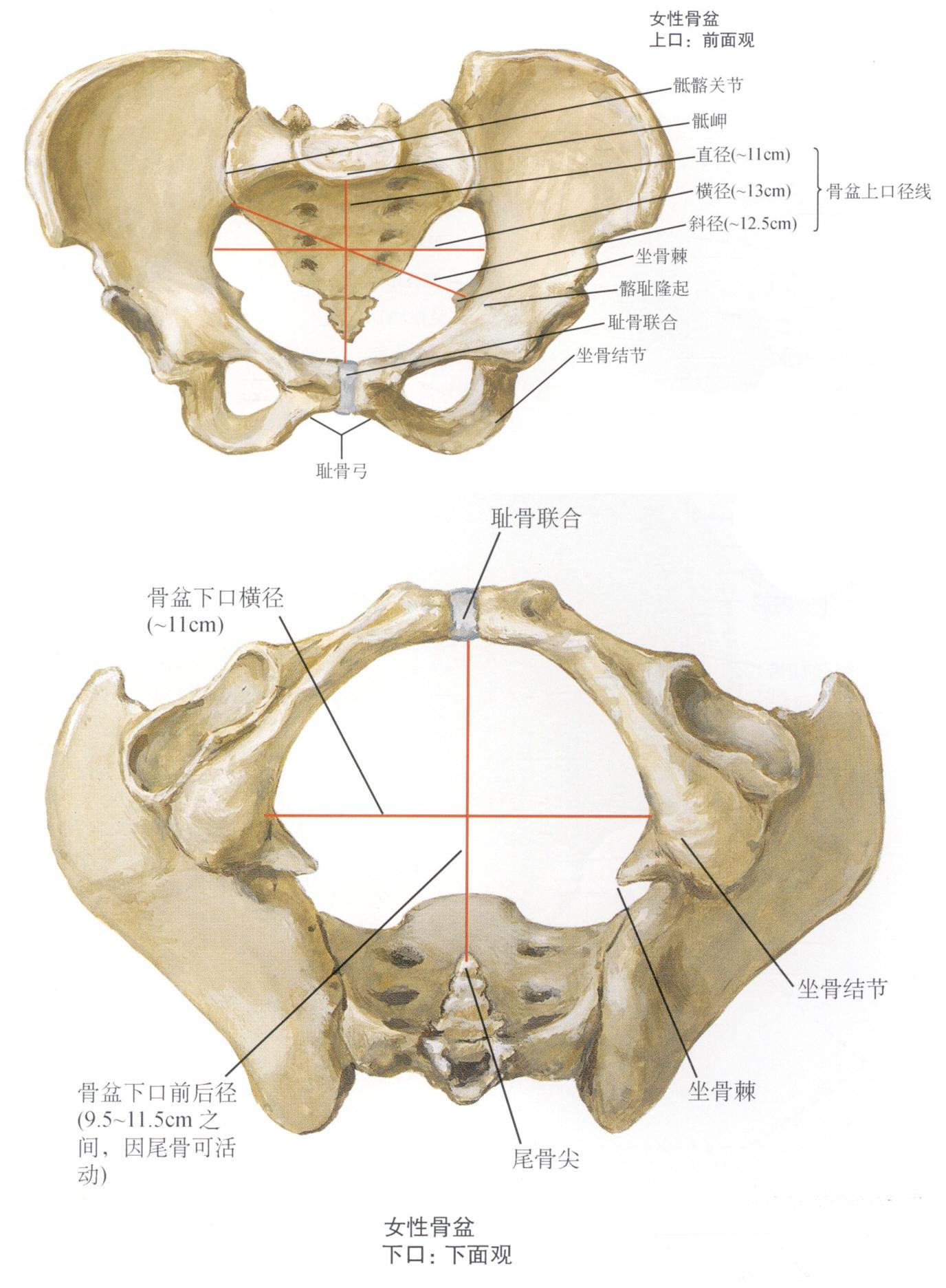 骨盆出口平面的示意图图片