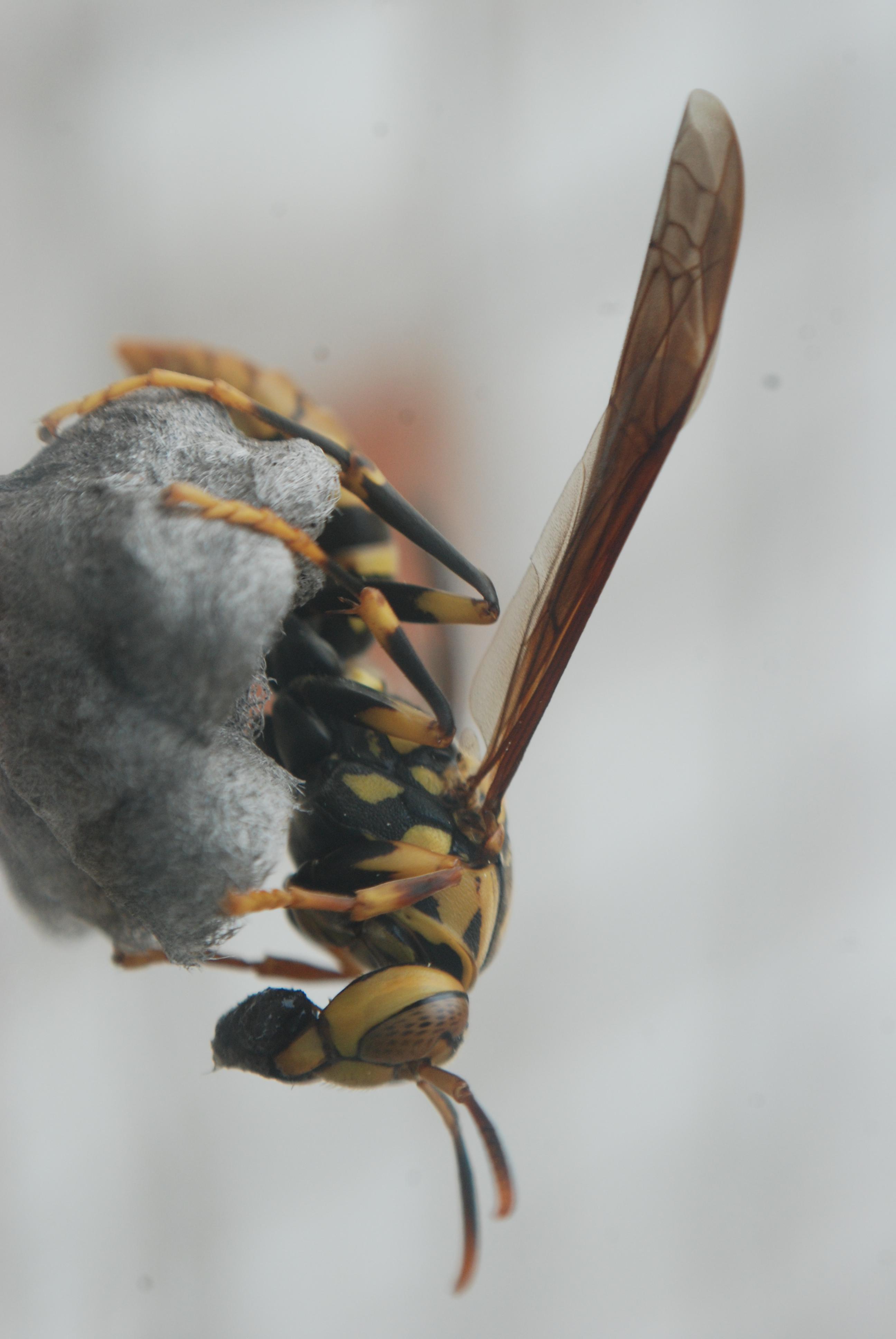 发现一只马蜂在洗手间窗外筑窝,从工程进度上看才刚刚开始.